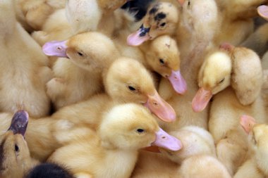 Ördek civciv yakın çekim