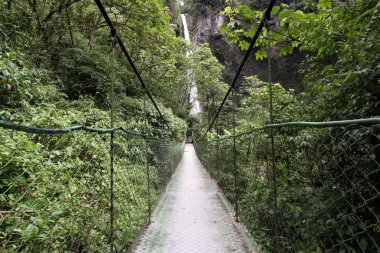 Yağmur ormanlarında Swing Köprüsü