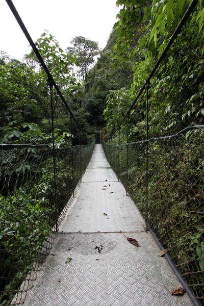 Swing Bridge na floresta tropical — Fotografia de Stock