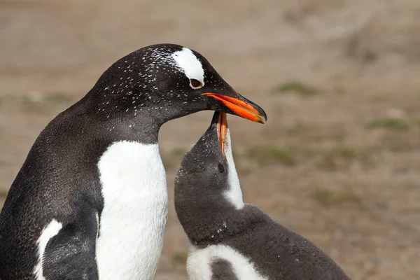 Gentoo pingüino madre y su polluelo — Foto de Stock