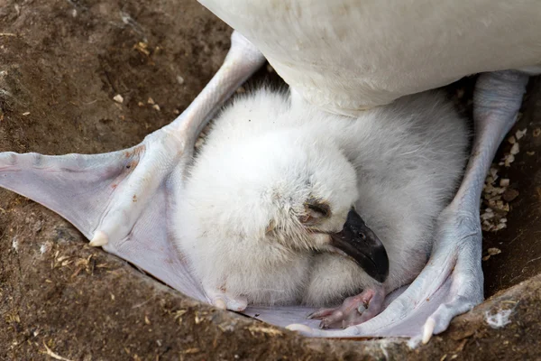 Černým obočím Albatros a její mládě — Stock fotografie