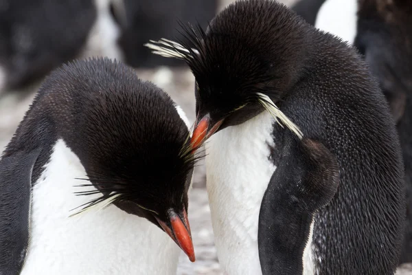 Pinguins rockhopper — Fotografia de Stock