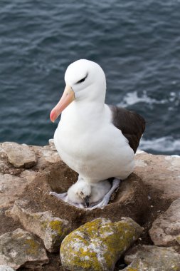 Kara kaşlı Albatros ve yavrusunu