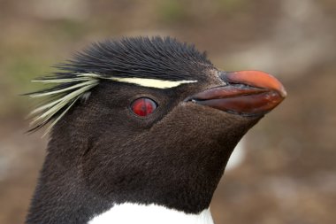 Rockhopper penguen portre