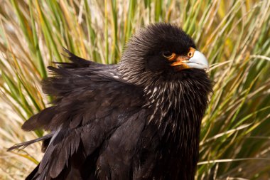 çizgili caracara