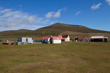 Falkland Adaları çiftlikte