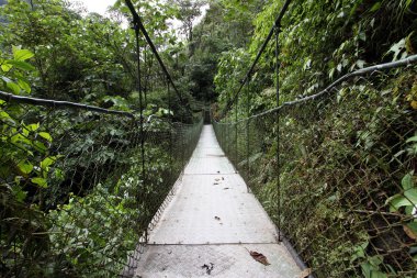 Yağmur ormanlarında Swing Köprüsü
