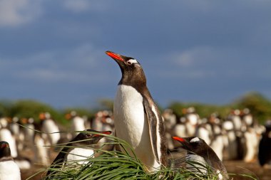 Gentoo pengueni yuvasını içinde oturuyor