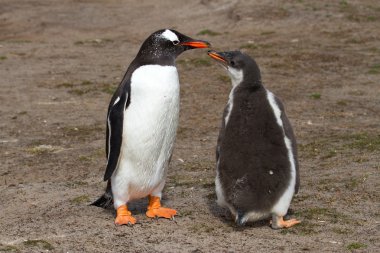 Gentoo pengueni anne ve yavrusunu
