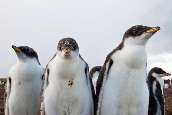 Curios gentoo pingüino polluelo — Foto de Stock