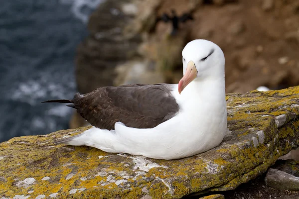Albatros de cejas negras — Foto de Stock