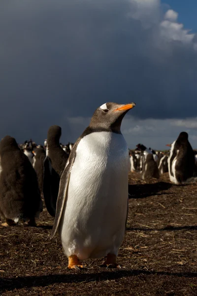 Pingwin białobrewy w świetle wieczoru — Zdjęcie stockowe