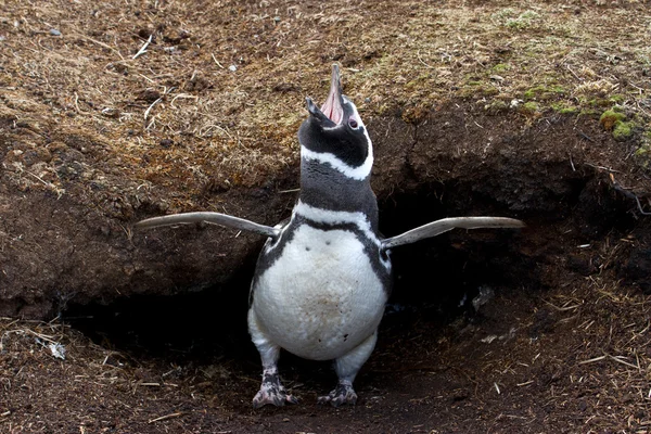 Pinguim de Magalhães em frente ao seu ninho — Fotografia de Stock