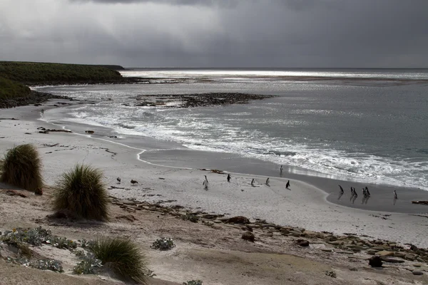 Sturm auf Falklandinseln — Stockfoto