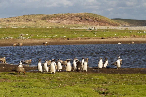 Magellanpinguine — Stockfoto