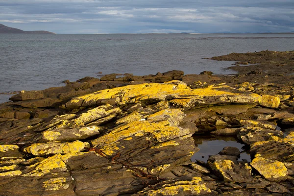 Pobřeží Falklandské ostrovy — Stock fotografie