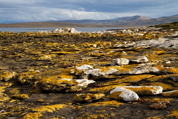 Côtes Îles Falkland — Photo