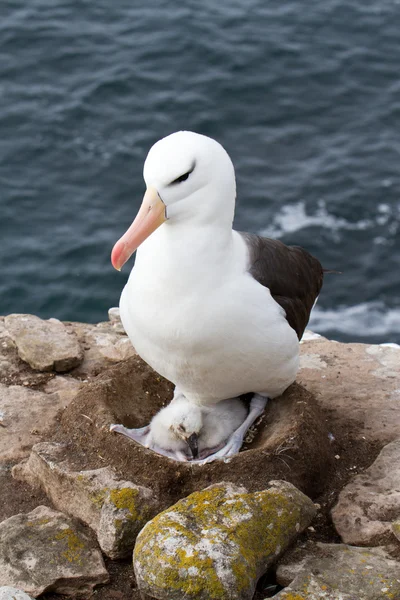 Černým obočím Albatros a její mládě — Stock fotografie