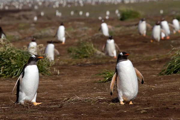 Gentoo Pinguine kommen nach Hause — Stockfoto