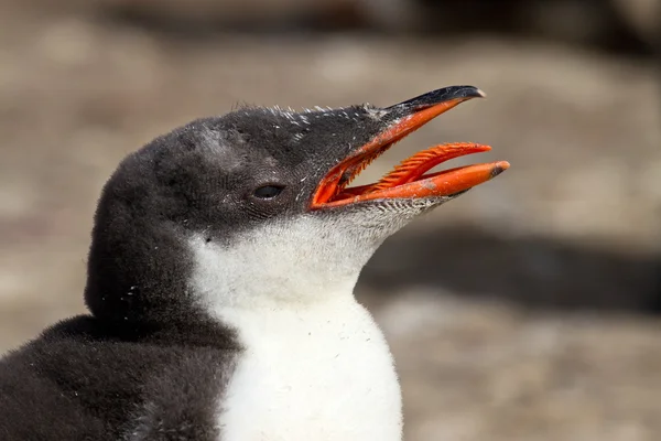 Gentoo-Pinguin-Küken — Stockfoto