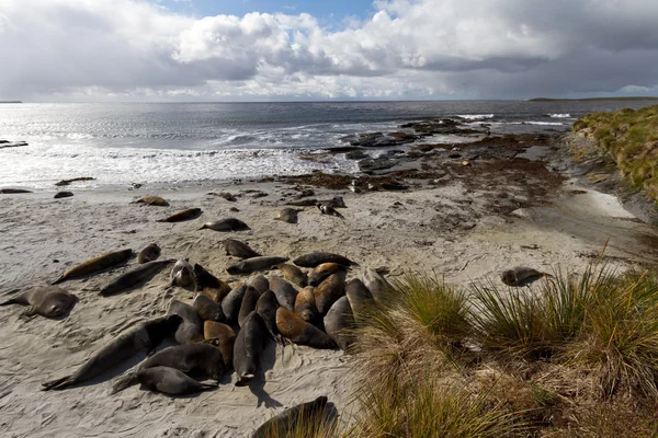 Kıyı şeridi Falkland Adaları — Stok fotoğraf