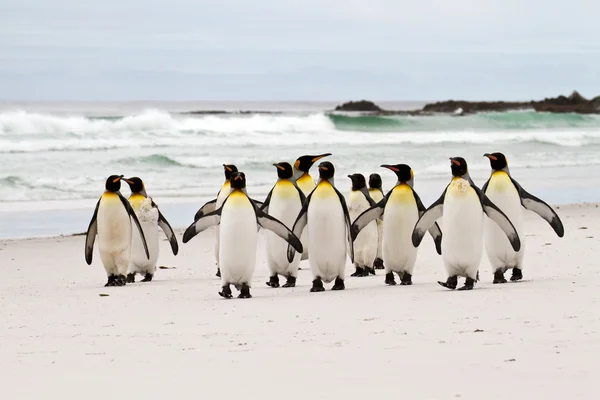 キング ペンギン、ビーチの上を歩く — ストック写真