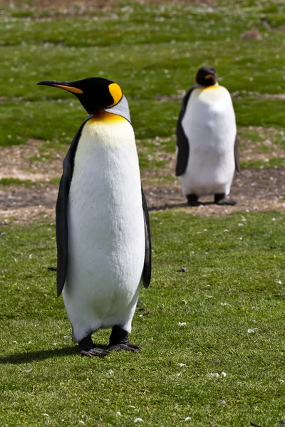 Dwa pingwiny Królewskie — Zdjęcie stockowe
