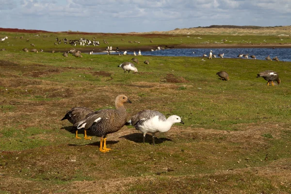 Paisaje Islas Malvinas con ganso de montaña — Foto de Stock