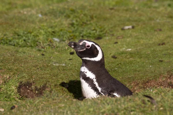 Magellanic Penguin in his nest — Stock Photo, Image