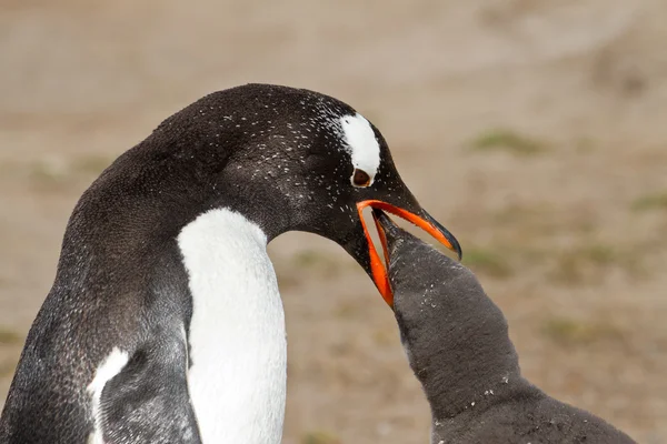 Gentoo pingüino madre está alimentando a su polluelo — Foto de Stock