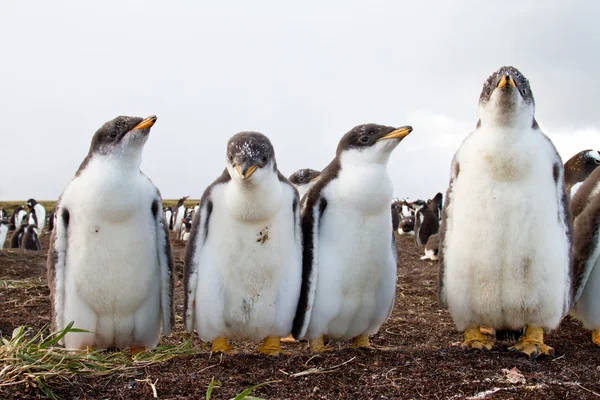 Kuriosa Gentoo Penguin chick — Stockfoto