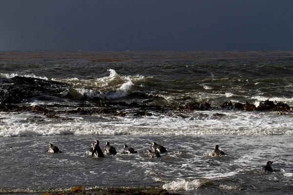 Pingüinos de Magallanes nadando en el mar Ártico — Foto de Stock