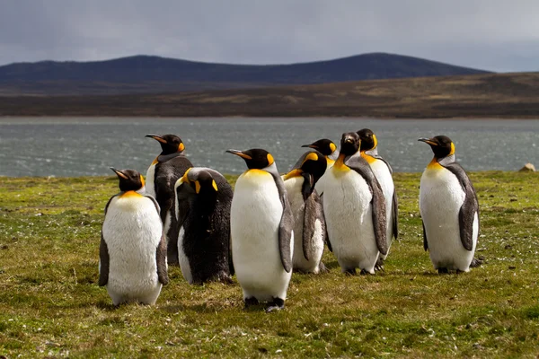 Pingüinos rey —  Fotos de Stock