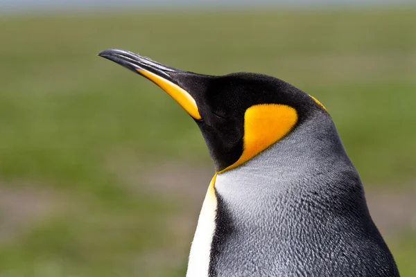 Król Pingwin — Zdjęcie stockowe