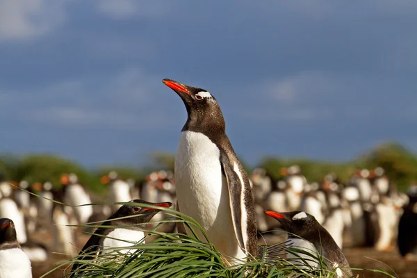 Pingwin białobrewy siedzi w jego gniazdo — Zdjęcie stockowe