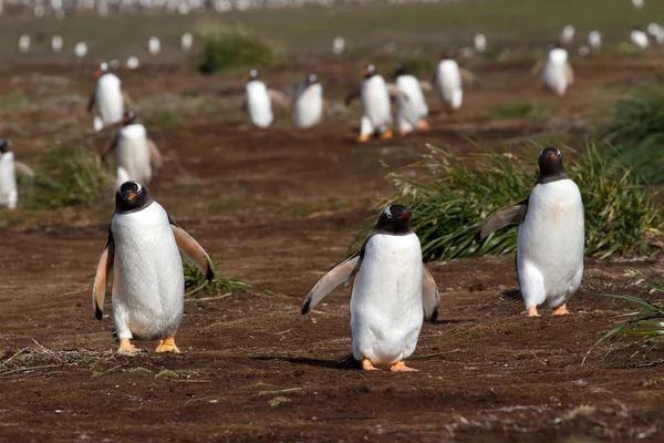 Gentoo penguenleri eve — Stok fotoğraf