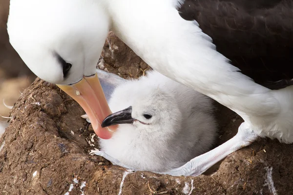 Kara kaşlı Albatros ve yavrusunu — Stok fotoğraf