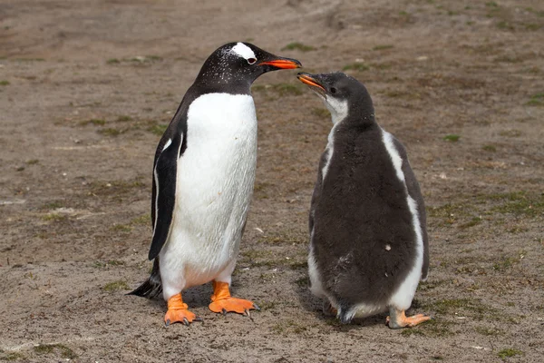 Gentoo tučňák matka a její mládě — Stock fotografie