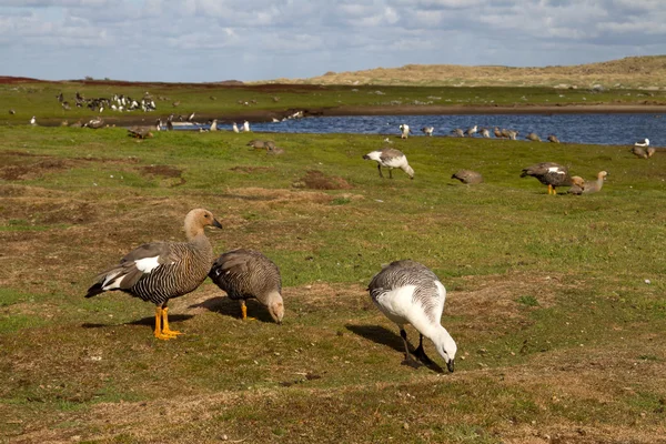 Paisaje Islas Malvinas con ganso de montaña —  Fotos de Stock