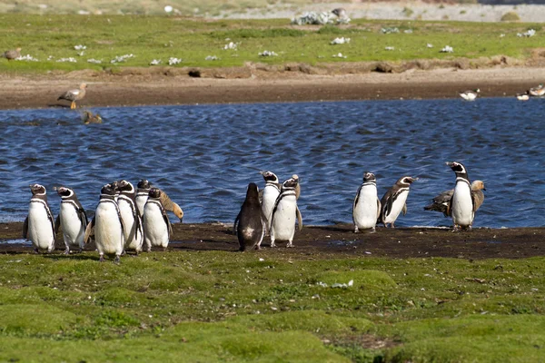 Magellanpinguine — Stockfoto