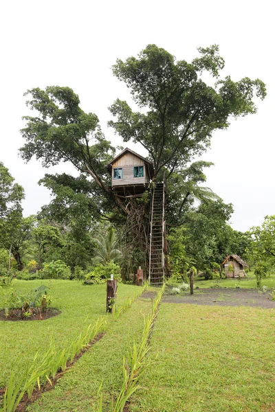 Casa sull'albero, Vanuatu — Foto Stock