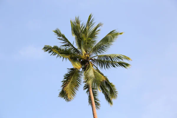 Dłoń drzewo, Vanuatu — Zdjęcie stockowe