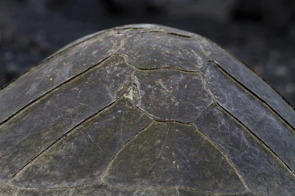 Hawksbill Turtle shell close up