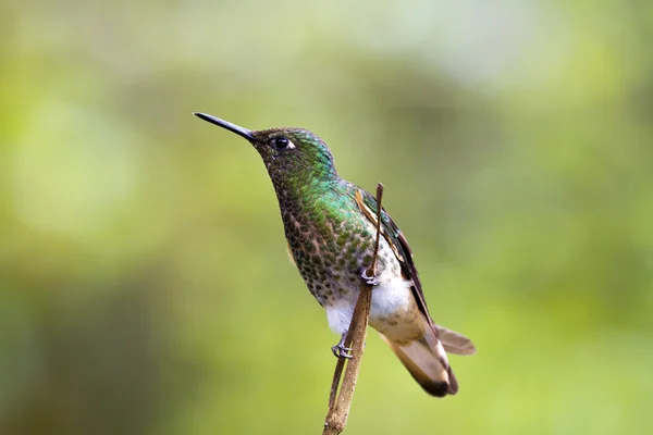 Colibrí, valle de cocora, Colombia —  Fotos de Stock