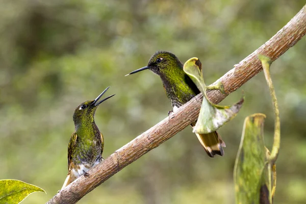 Kolibri, valley de cocora — Stock Fotó