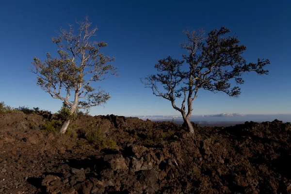 Trees growing in a old lava flow — Stock Photo, Image