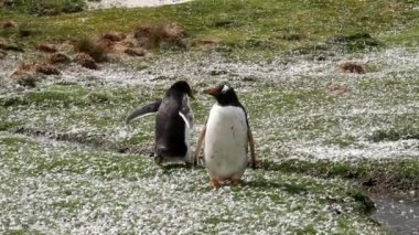 Gentoo penguenleri