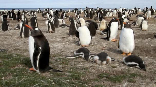 Riesige Kolonie von Gentoo-Pinguinen — Stockvideo