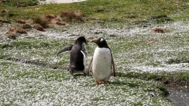 Penguin gentoo — Stok Video