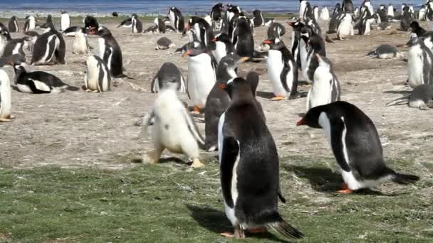 Colônia de pinguins Gentoo — Vídeo de Stock